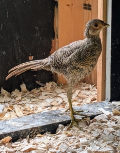 Living with the quail are nine young pheasants, also known as poults or chicks, which I hatched here at the farm. Quail and pheasants are both precocial birds, meaning they grow rapidly and become independent feeders within hours of hatching.
