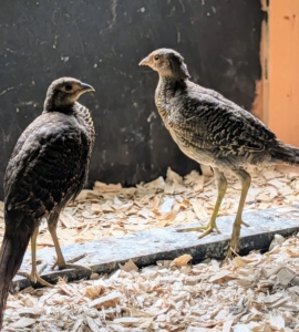 Pheasants are hardy, very intelligent, and very friendly.