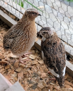 These quail come in soft brown, gray, and buff with white markings, making them blend in nature when out in the wild.