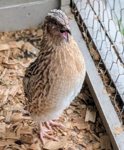 Quail communicate with each other using a variety of whistles, chirps, and clucks. This young quail is quite vocal.