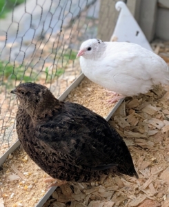 And do you know... a collective terms for a group of quail is a "covey?"