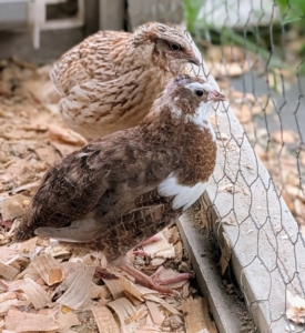 Most of these birds are Celadon quail - a rare, recessive-gene variety of Coturnix quail prized for laying true blue eggs, which are often described as robin’s egg blue or speckled blue.