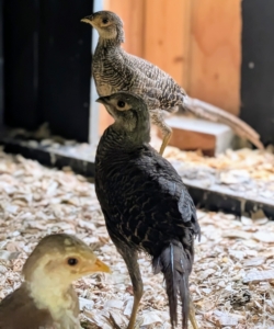 Pheasants are very curious, alert and very fast. In fact, these birds prefer to run rather than fly and adults can reach speeds of up to 45 miles per hour if necessary to escape danger.