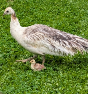 But it won't be long before this youngster is playing with all the others. I'm excited to watch this little peachick grow and thrive.