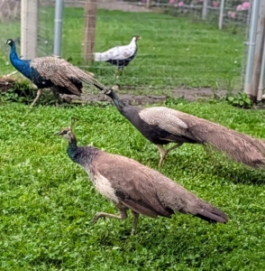 And there are lots of mature friends to help. The others keep their distance from the peachick now as most mother peahens tend to be very attentive and protective of their chicks.