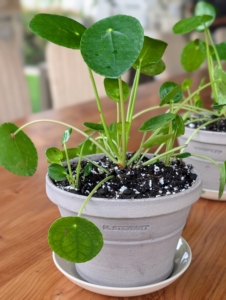 Outside at my pavilion, potted plants are arranged on the table. I decided to give one to every guest, so I used them for the centerpieces. These are Chinese money plants, Pilea peperomioides - low-maintenance perennials with interesting coin-shaped foliage.