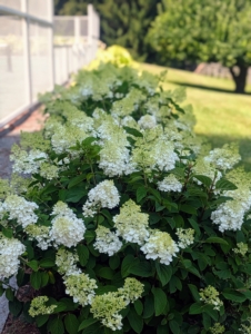 And look at the Little Hottie panicle hydrangeas - also bursting with beautiful flowers.