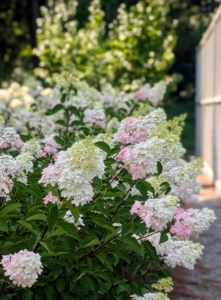 Diamond Rouge® Panicle Hydrangeas have abundant, long lasting, rounded flower heads that start white and progress to pink, intense raspberry red, and finally wine red.