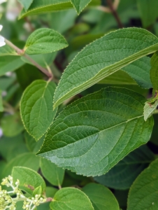 Hydrangea leaves are mostly large two to eight inches long, ovate or heart-shaped, with serrated edges, prominent veins, and a rich green color.