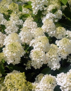 Each low shrub is filled with white to antique white flower clusters.