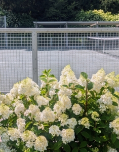 It's wonderful to play tennis surrounded by all these gorgeous flowers.