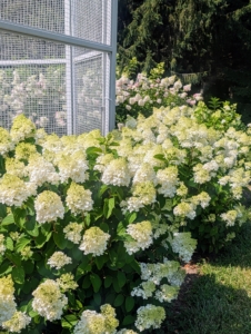 All the hydrangea shrubs are just dripping with gorgeous blooms.