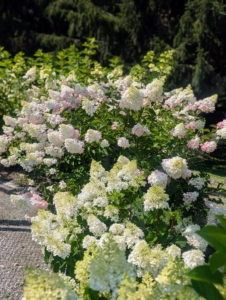 On the opposite side, I planted taller Berry White hydrangea with flowers that also start out white in July then progress to dark pink, beginning at the bottom and developing up to the top of the panicle.