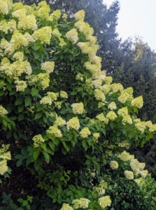 On one side of the court behind and next to the observation pergola, is a selection of beautiful white hydrangeas including Pee Gee hydrangeas. During summer they bloom so beautifully.