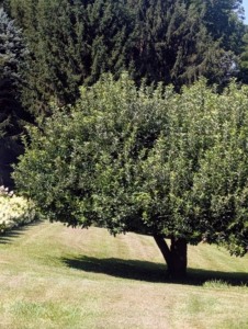 And just feet from the hydrangea border is this apple tree - one of the favorites on the farm for green tart fruits.