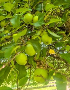 They are not ready just yet, but I think it will be a good apple year.