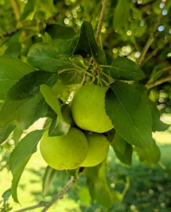 Step under its canopy and there are so many apples growing.