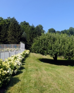 What a difference a short time makes in the garden. Plant in the proper spot for the specimen, maintain good nutrient rich soil, and water and feed properly – your gardens will thrive like mine.