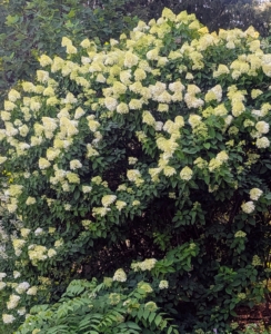 Right now, the flowers are so big, they can be seen from the carriage road.
