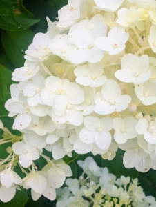 I have long grown hydrangeas. Hydrangeas are one of the most popular ornamental garden plants because of their large spherical flower heads.