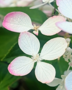Hydrangeas have four petals in their florets. The petals can be found in a multitude of colors including blue, pink, purple, and white, depending on the species and in some cases, the soil pH. I have other colored hydrangeas elsewhere around my farm and they’re all blooming.