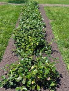 Every row is dressed with mulch to improve the soil health, conserve moisture, suppress any weeds, regulate temperature, and protect the plants from any environmental stress.