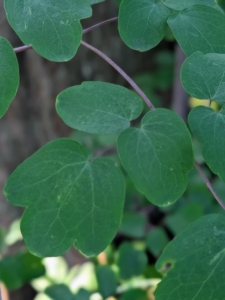 And these are the dainty leaves of Thalictrum, or Meadow Rue – a robust, upright, clump-forming perennial that produces clouds of lavender mauve flowers later in the season.