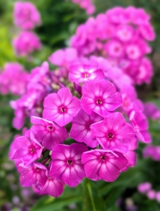 Phlox is thriving in another bed nearby. Phlox has superb heat and mildew resistance. It comes in a range of colors from pink to pure white to lavender to even red and grows happily in most parts of the country. If properly planted and sited, phlox is largely pest and disease free too – a perfect perennial.