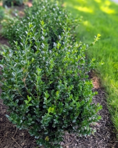 Last year I planted a border of boxwood. I decided the space would look so pretty matching the boxwood across the carriage road along my winding pergola. Boxwood can grow in full sun and partial shade.