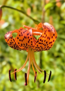 The tiger lilies are just beginning to bloom. Native to China and Japan, Tiger lilies, Lilium lancifolium, bloom in mid to late summer, are easy to grow and come back year after year. I also have them across the carriage road in this same bright and cheerful orange.