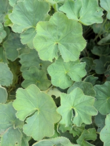 Lady’s mantle, Alchemilla vulgaris, grows along one edge. It is a clumping perennial which typically forms a mound of long-stalked, circular, scallop-edge light green leaves, with tiny, star-shaped, chartreuse flowers.