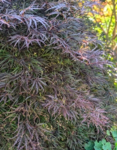 I have many Japanese maples at the farm. With more than a thousand varieties and cultivars, the iconic Japanese maple tree is among the most versatile small trees for use in the landscape. Some of the Japanese maples in this garden include Acer palmatum var. dissectum ‘Crimson Queen’, Acer palmatum ‘Shaina’, and Acer palmatum var. dissectum ‘Red Dragon’.