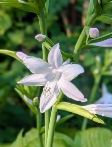 Hosta plants produce attractive flowers in shades of white, lavender, pink, or light blue, typically blooming from early summer to early fall.