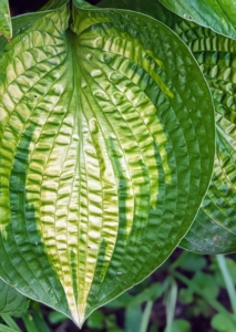 The hostas are so lush with their varying leaf shapes, sizes, and textures. I also have a large hosta garden down behind my chicken yard.