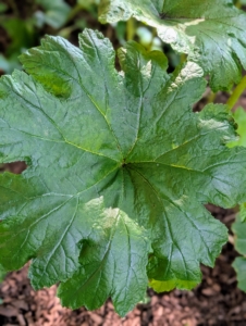 Astilboides is an interesting plant with huge, bright green leaves that are round and flat and measure up to 24-inches across. The effect is dramatic, and beautiful among other hardy perennials.
