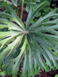 This is Syneilesis palmata. These plants form green umbrella-shaped leaves. Mature specimens have leaves that can be more than a foot across.