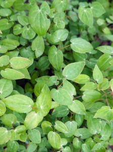 Epimediums are long-lived and easy to grow and have such attractive and varying foliage. Epimedium, also known as barrenwort, bishop’s hat, and horny goat weed, is a genus of flowering plants in the family Berberidaceae.