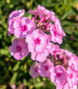 Here is phlox in a lighter pink.