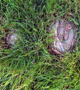 One of the most interesting characteristics of the bald cypress is its knees. Known by the scientific name pneumatophores, these growths are specialized root structures that grow vertically above the moist soil near the tree. It is believed that these structures aid the oxygen and carbon dioxide exchange in the roots. Looking carefully at the ground, one can see many of these unique knees.