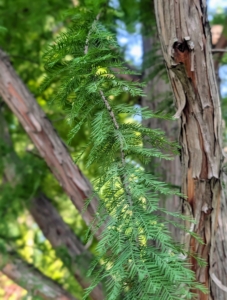 The foliage of the bald cypress is bold green and feathery, made up of many small leaflets that are thin and lance-shaped.