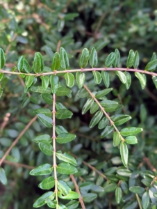 Cotoneaster is a vigorous, dense, evergreen shrub with soft arching stems studded with leathery, glossy, rounded, dark green leaves. These plants work well for a low hedge.