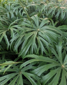 And over time, it naturally multiplies and forms colonies in shaded or woodland environments.