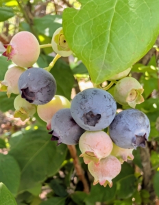 Blueberries are covered in a protective powdery epicuticular wax known as the “bloom”.
