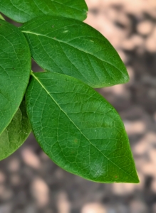 Blueberry bushes have glossy leaves that are green or bluish-green from spring through summer. The leaves are ovate, in an irregular oval or slightly egg shape that is wider at the bottom than the top. Blueberry leaves can also be harvested and dried for teas.