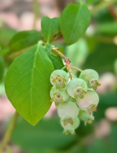 When the blueberries start growing they are pale green.