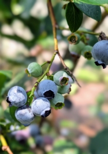 There are different types of blueberries -Northern and Southern highbush. Rabbiteye, lowbush, and a hybrid called Half-High. Highbush blueberries are the types you commonly find at grocery stores and farmers’ markets. Lowbush blueberries are smaller, sweeter blueberries often used for making juices, jams, and baked goods.