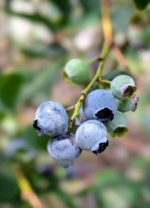 And blueberries don’t actually reach their full flavor until a few days after they turn blue.