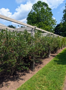 My blueberries are all from bushes located between my flower garden and large Equipment Barn, next to a stand of quince trees.