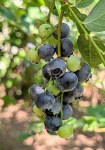 And finally they deepen to a more uniform dark purple-blue when ripe. The full transformation to deep blue typically takes about one to two weeks depending on the variety, climate and growing conditions.