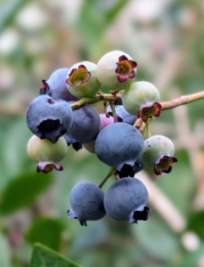 A single healthy blueberry bush can produce thousands of berries a year.